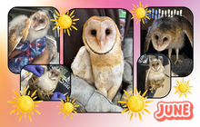 Wildside Rehab & Education Center ❄️ LIMITED EDITION — SNOW 2027 CALENDAR PRESALE ❄️ Free Shipping